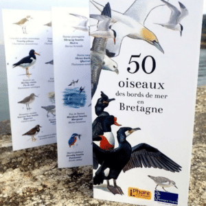 50 oiseaux des bords de mer en Bretagne