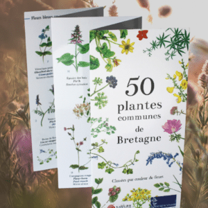 50 plantes communes de Bretagne