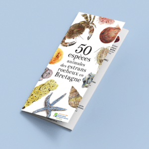 50 espèces animales des estrans rocheux en Bretagne