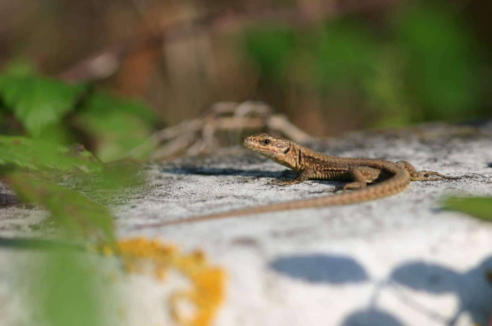 Lézard des murailles 2