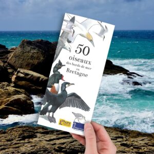 50 oiseaux des bords de mer en Bretagne