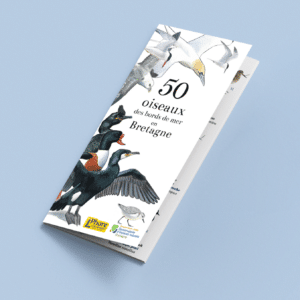 50 oiseaux des bords de mer en Bretagne