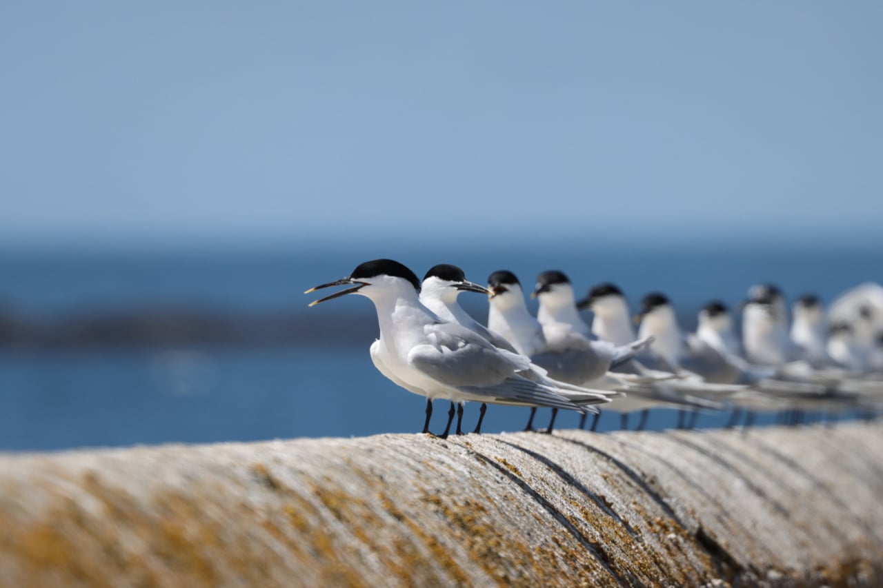 Sternes Caugek_Bretagne-Vivante