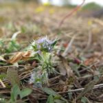 Eryngium viviparum H Tinguy