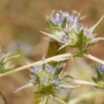 Eryngium viviparum J.Gay