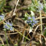 Flore-Eryngium-viviparum-CDoriginal