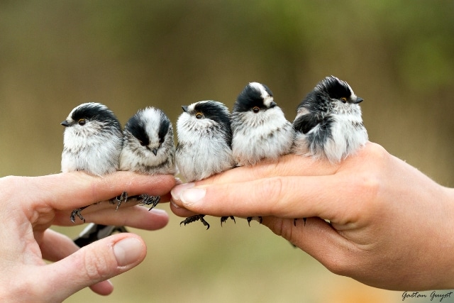 Mesange a longue queue-1 WEB