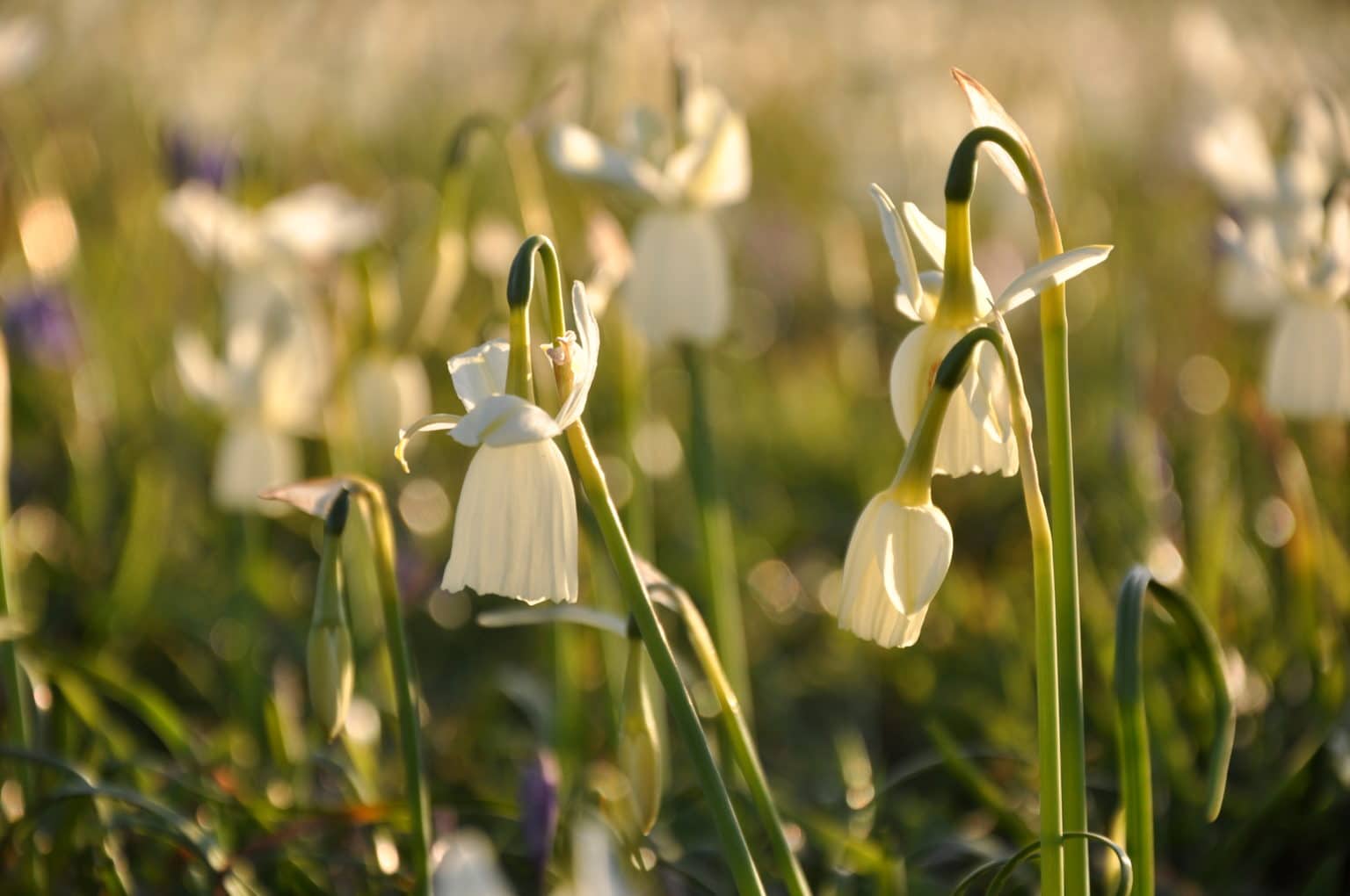 Narcisse des Glénan Bretagne Vivante