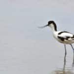 Avocette élégante