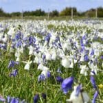 Champs de narcisses en fleur