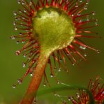 Drosera rotundifolia