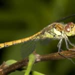 Sympetrum striolatum