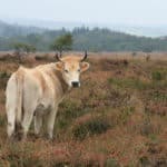 Vaches nantaises qui pâturent les landes du Cragou - ©E.Holder