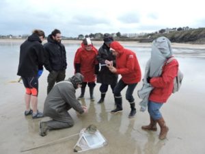 Inventaire de la faune de l'estran avec l'antenne de Rance-Emeraude