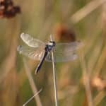 Sympetrum noir Venec - ©E_HOLDER