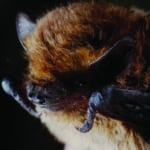 Pipistrelle commune