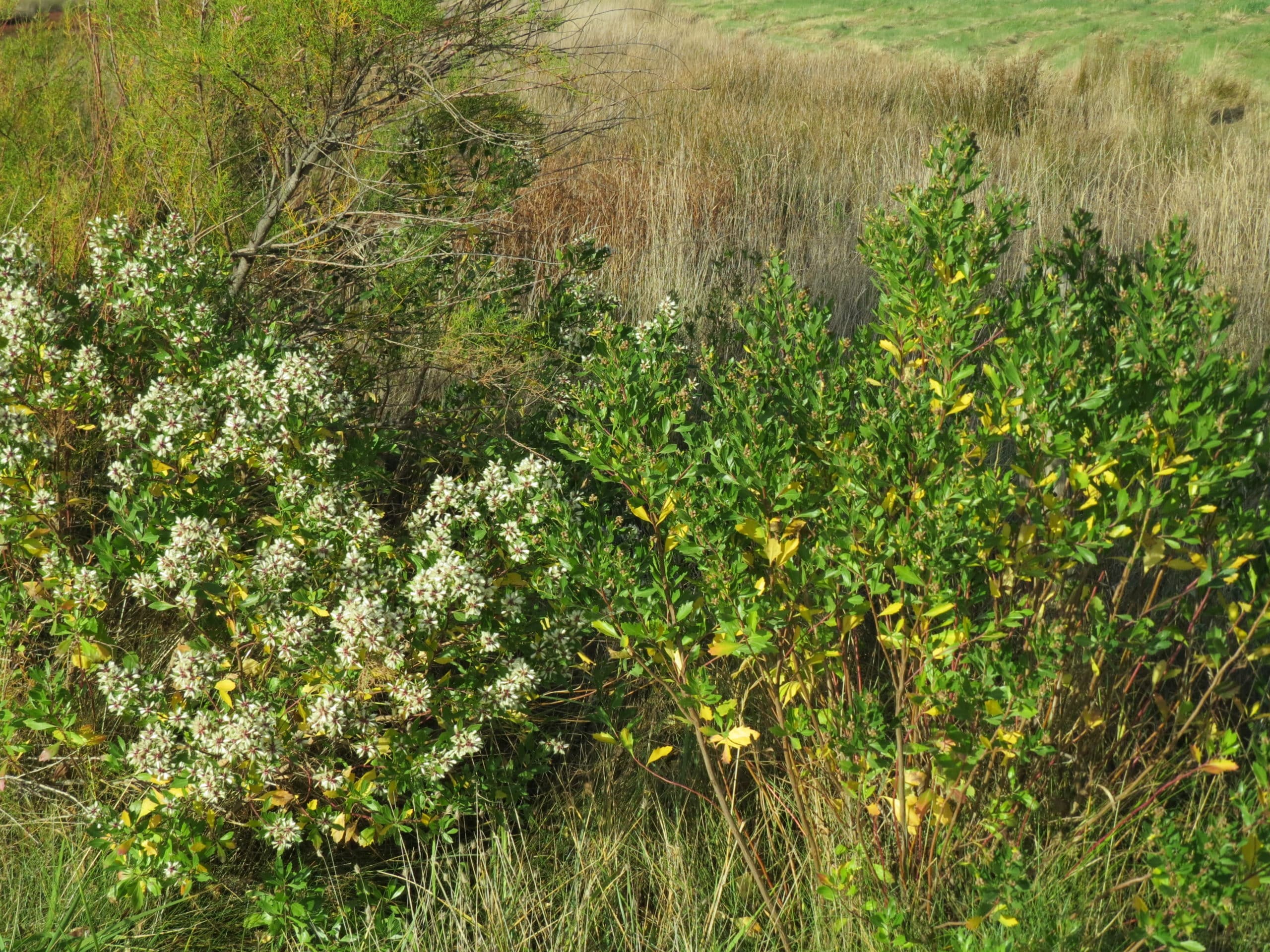 Baccharis à Brennegi 28 oct 15 (1)