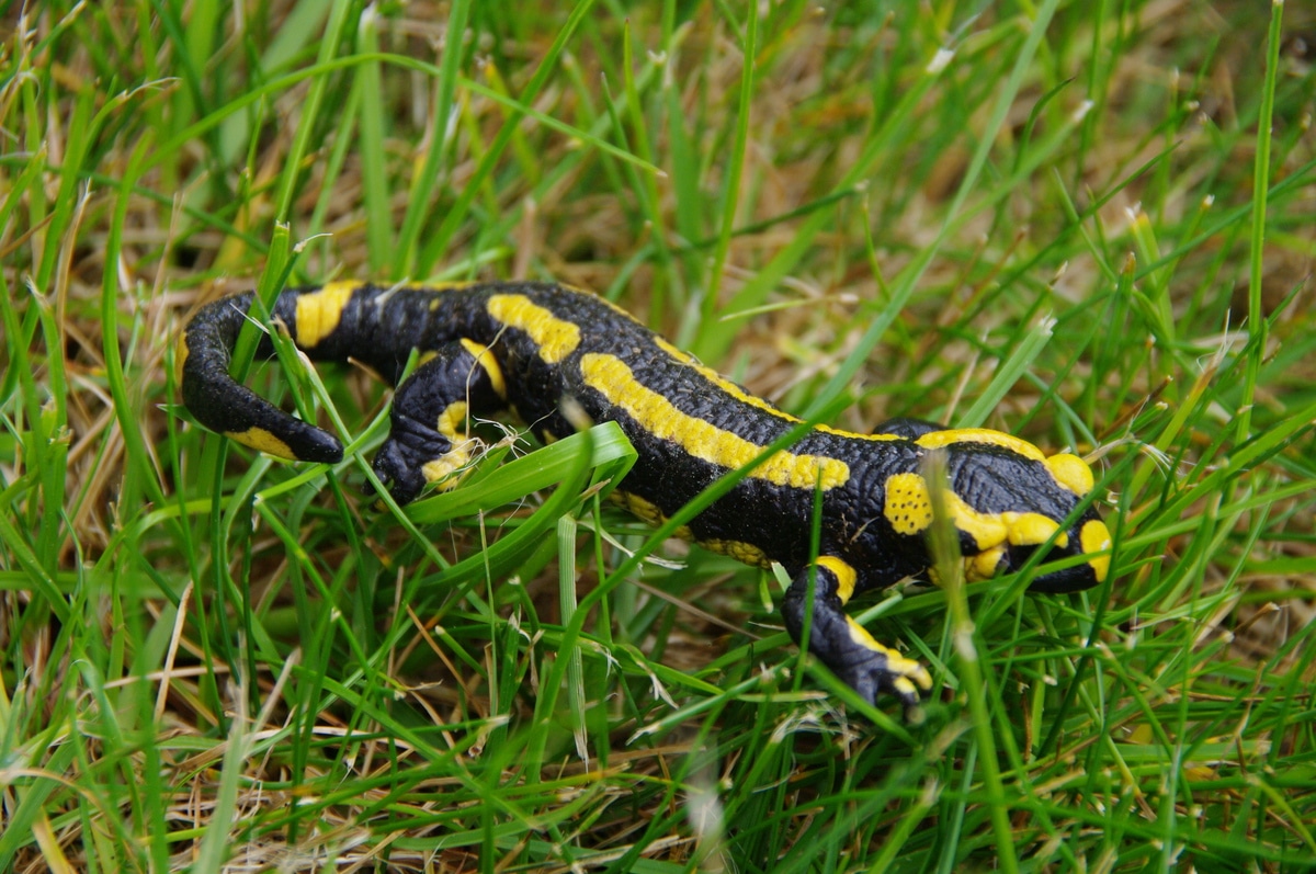 Salamandre Salamandra salamandra batracien urodèle
