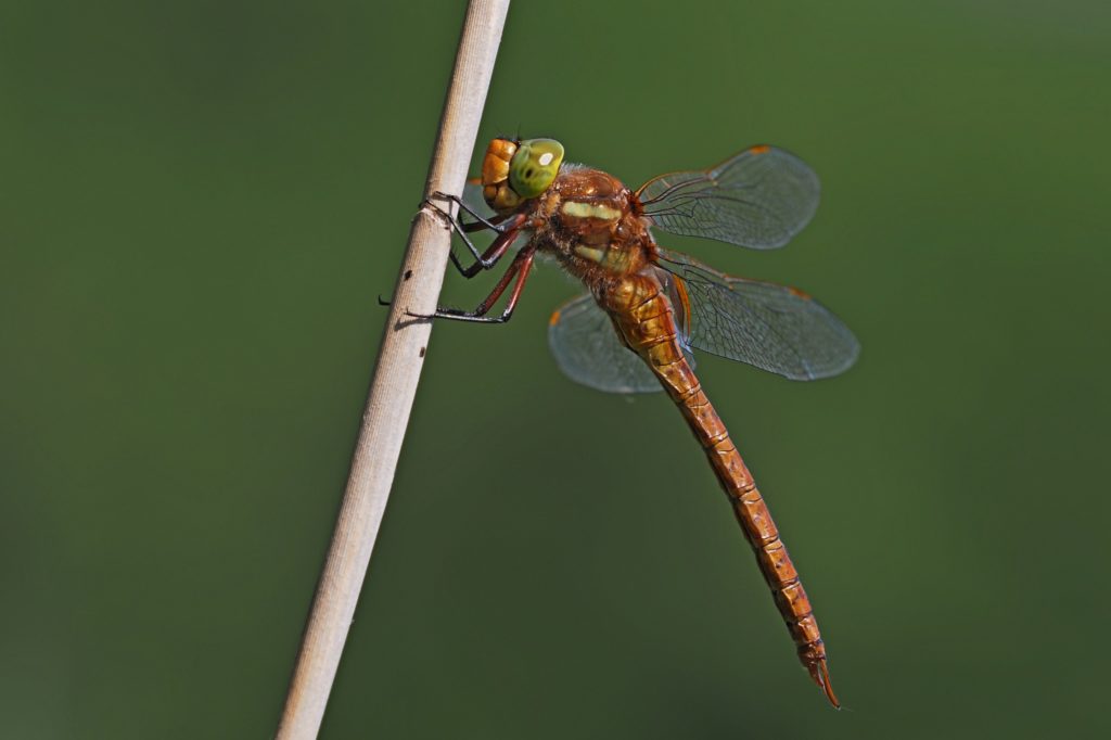 aeschne isocèle posée sur une tige de roseau