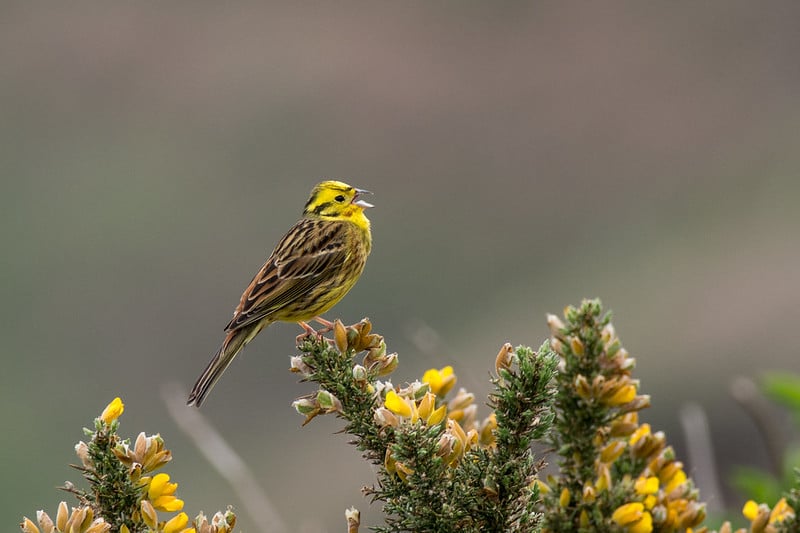 Bruant jaune CC