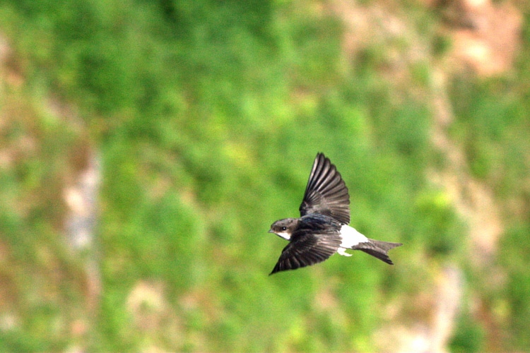 Hirondelle_de_fenêtre_(Delichon_urbicum)_en_vol