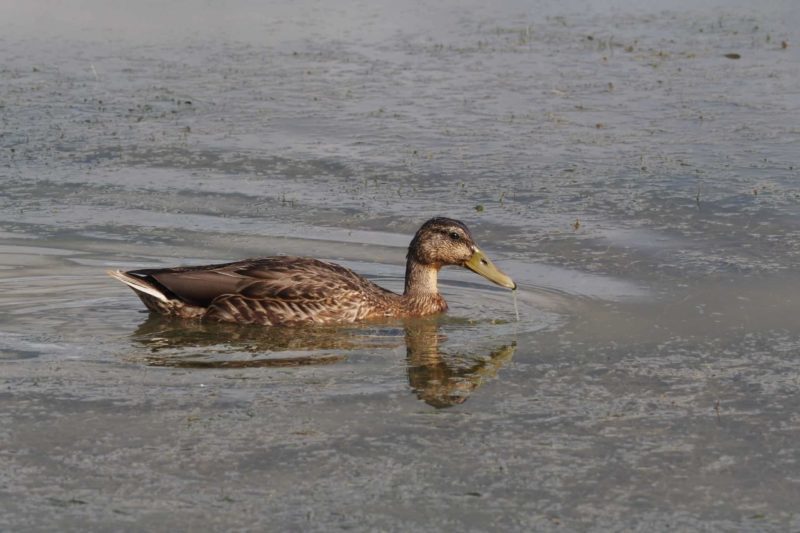 Canard colvert