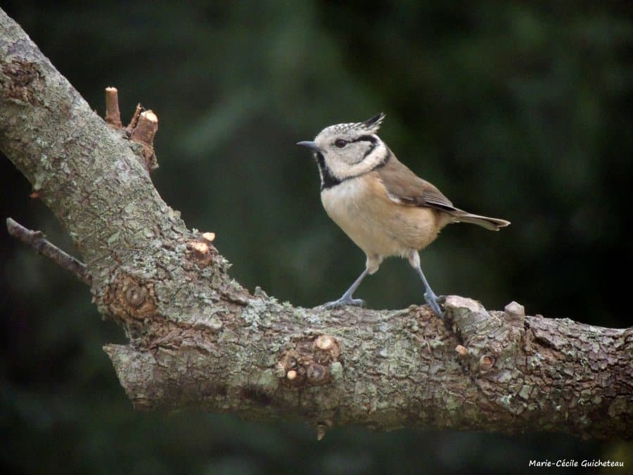 Mésange huppée