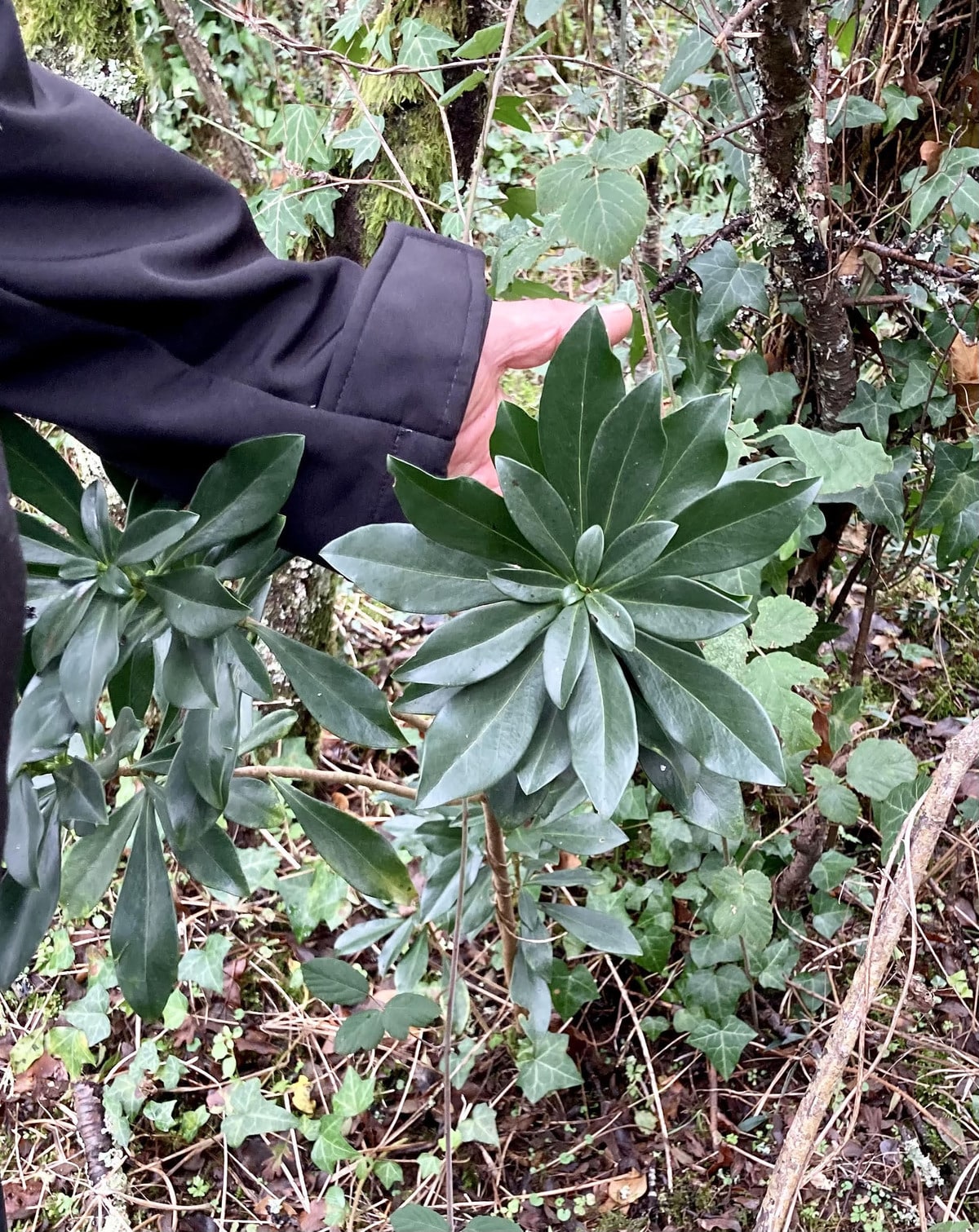 Daphne laureola