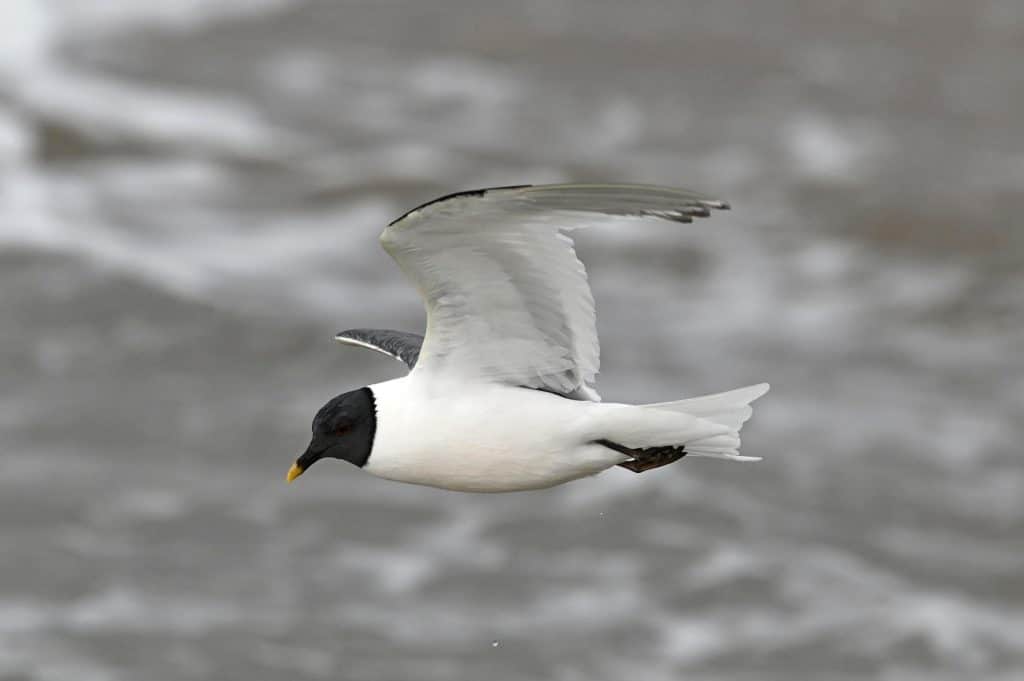 Mouette de Sabine pendant la tempête @yves le bail