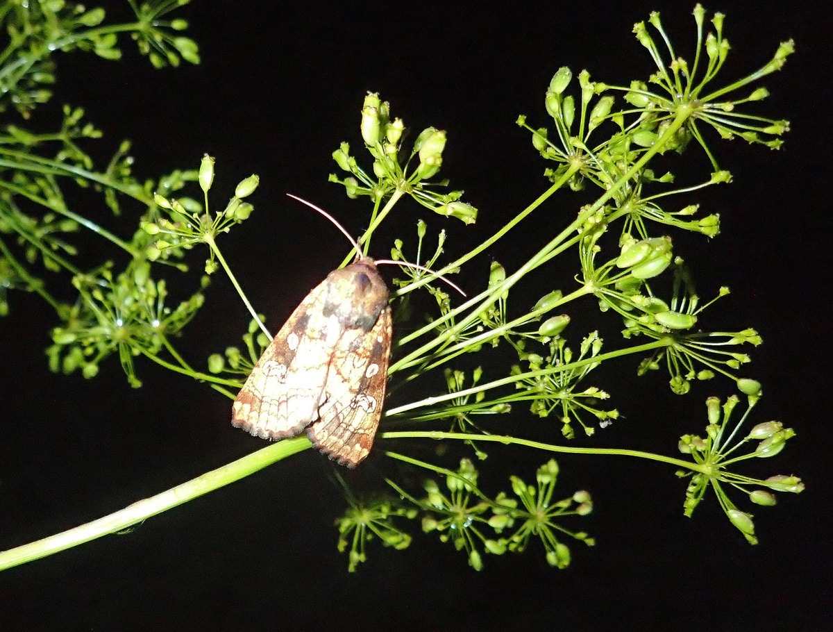 noctuelle du peucedan