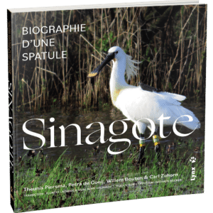 Sinagote : Biographie d'une spatule