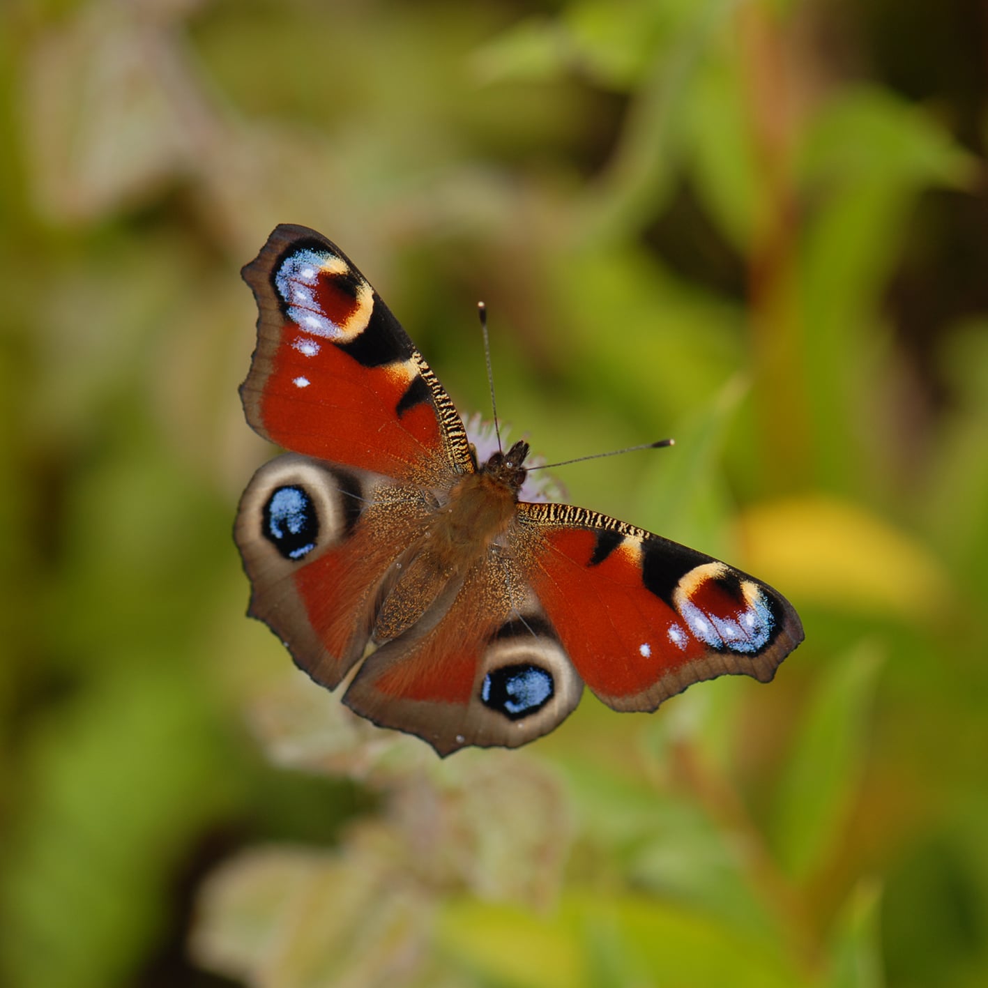 papillon