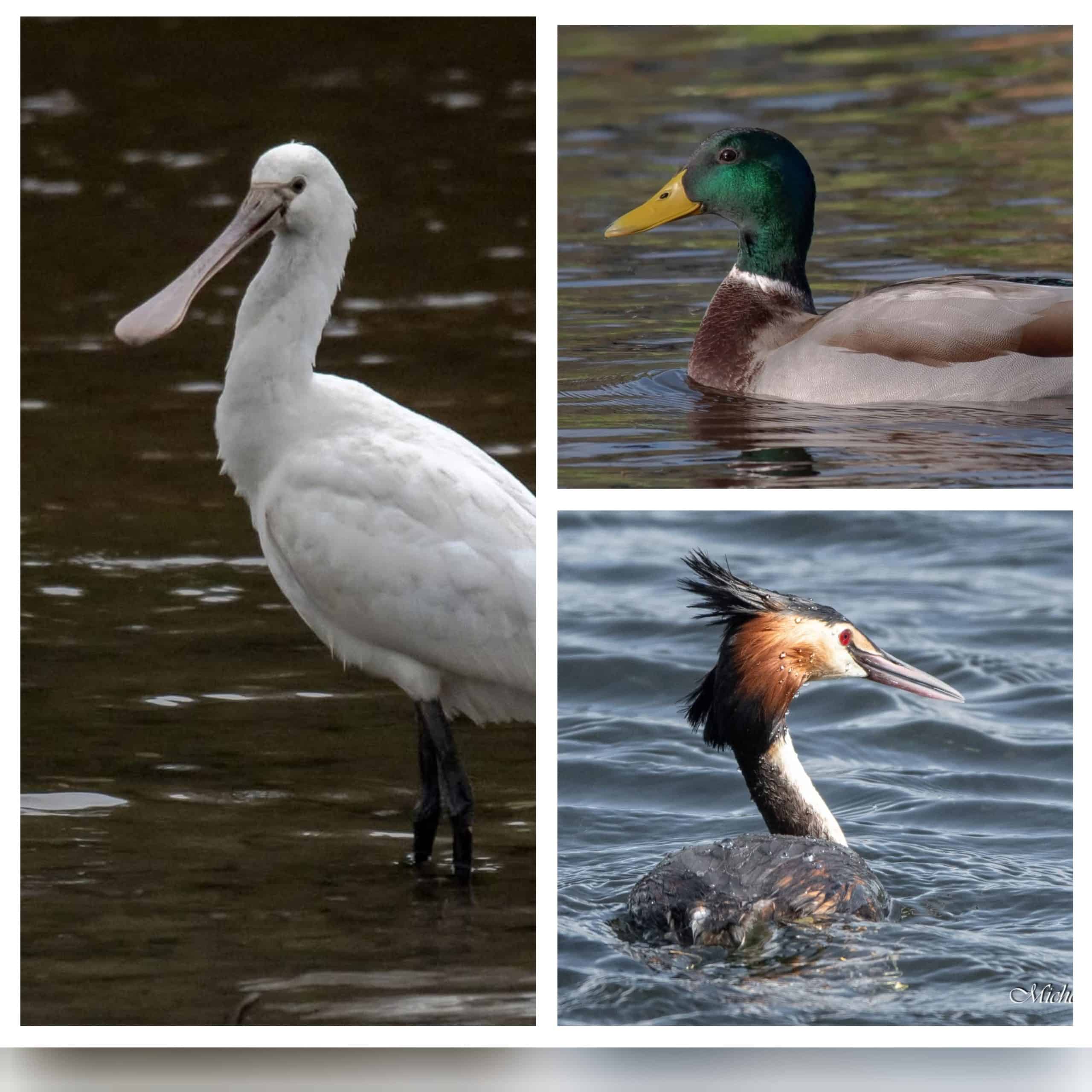 Oiseaux Zones Humides