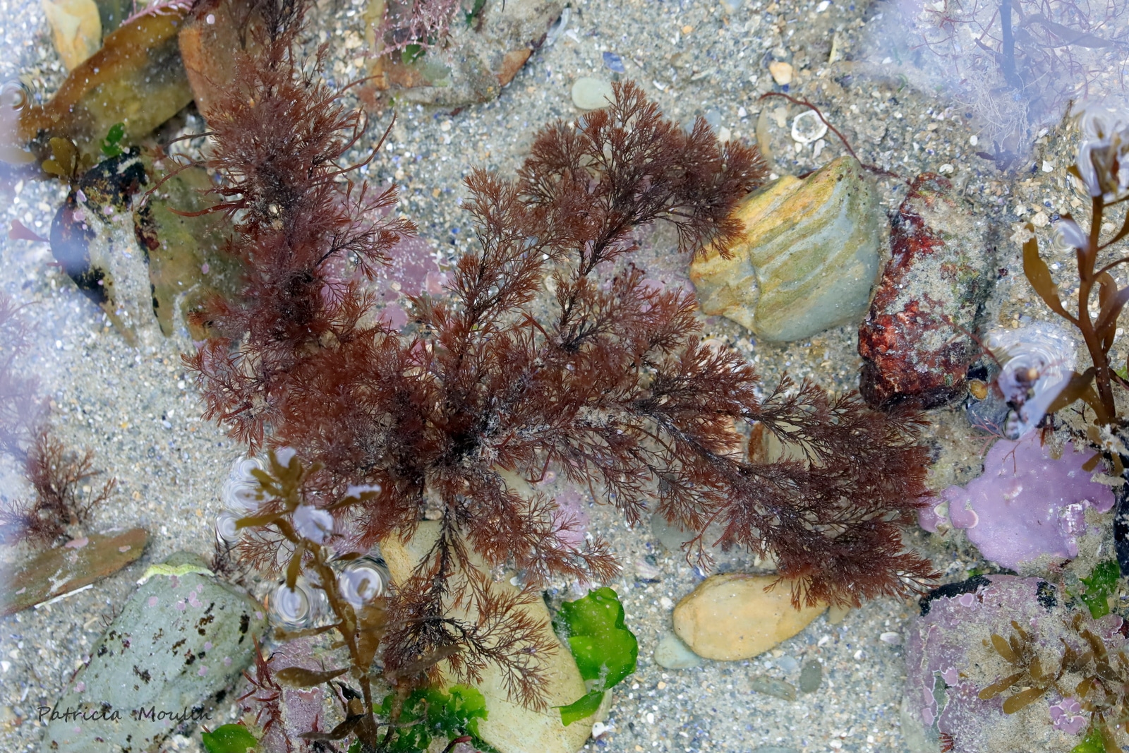 Rhodomela-confervoides