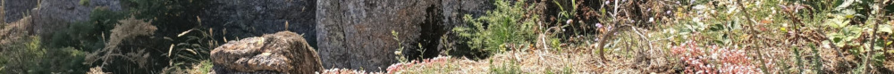 06 - Bois et lande littorale 2MHP 0706202407062024s