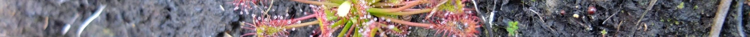 2013_09_05_100_Drosera intermedia nord Parcelle 912 Logné 05 09 2013_124