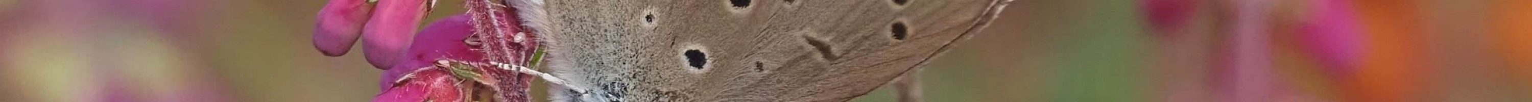 240807KercadoretLocmariaquer56_193 rcd (1)