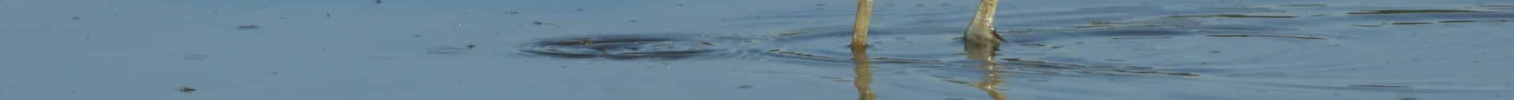 Avocette élégante EHolder