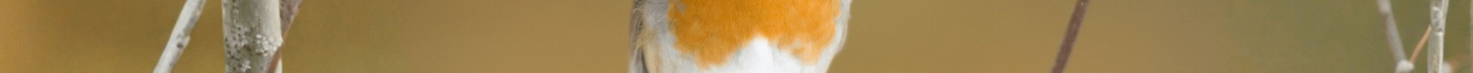 Bandeau site internet (2044x703px) (2)