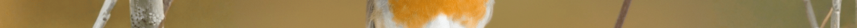 Bandeau site internet (2044x703px) (2)