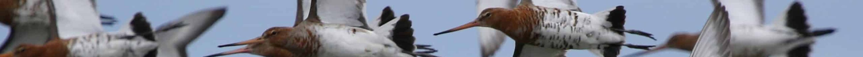 Barge_queue_noire_7137_FHémery