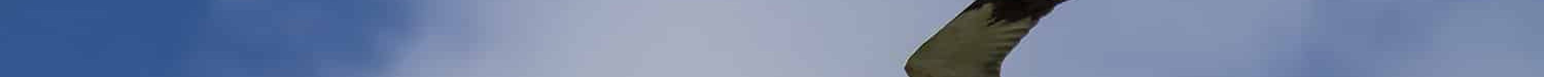 Busard des roseaux_0485R BD