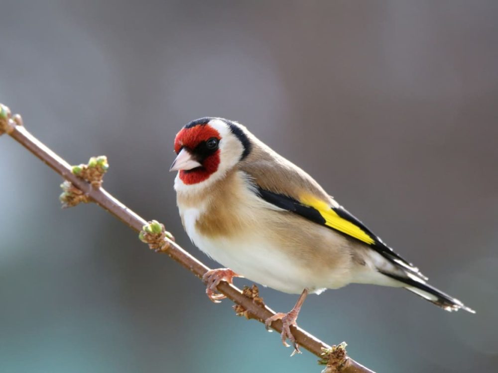 Carduelis carduelis