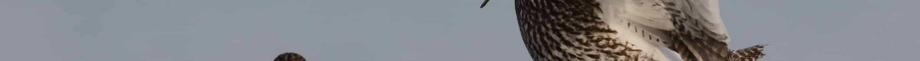 ChevalierGambette__FrancoisHemery_