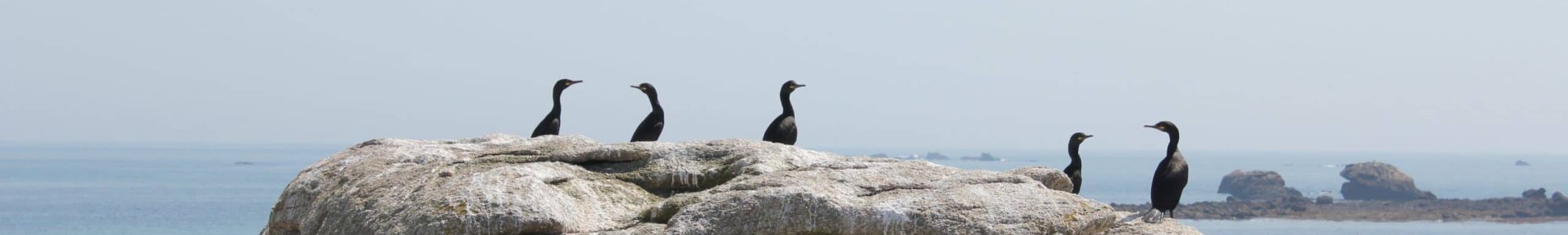 Comptage Cormoran 2016 Archipel Glénan M.LE GUEN (20)
