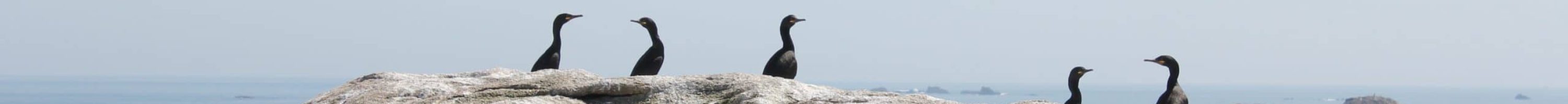 Comptage Cormoran 2016 Archipel Glénan M.LE GUEN (20)