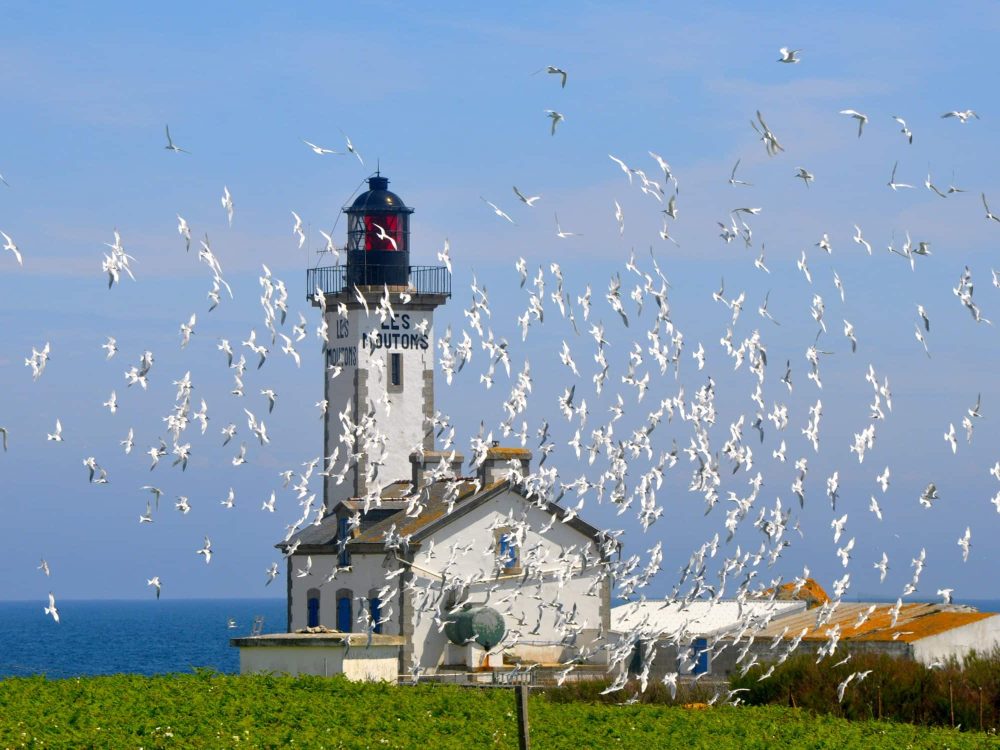 L'île aux Moutons dans l'Archipel des Glénan