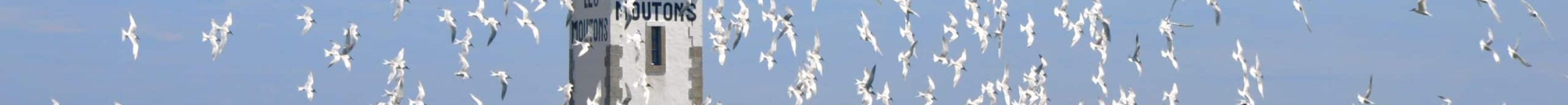 L'île aux Moutons dans l'Archipel des Glénan