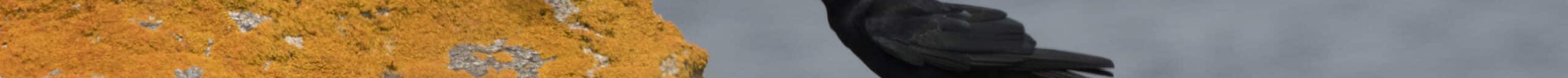 Crave à bec rouge AF2