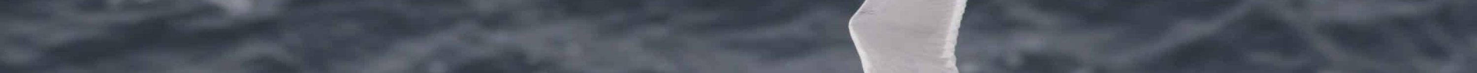 Goéland argenté AF2